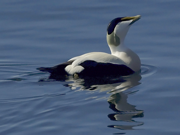 Haahka, Common Eider, Somateria mollissima